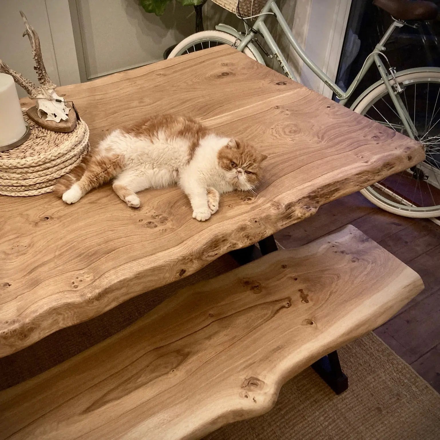Live Edge table with ginger cat on top