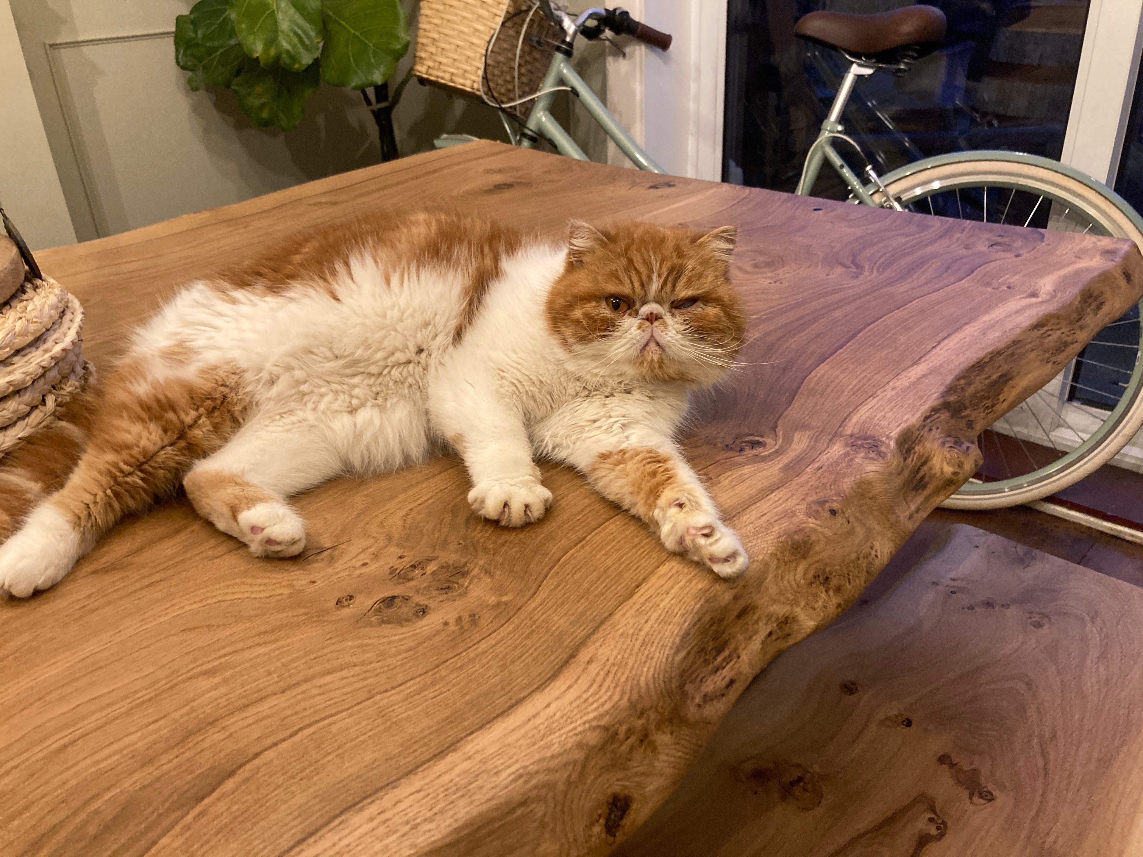 ginger cat oak table live edge
