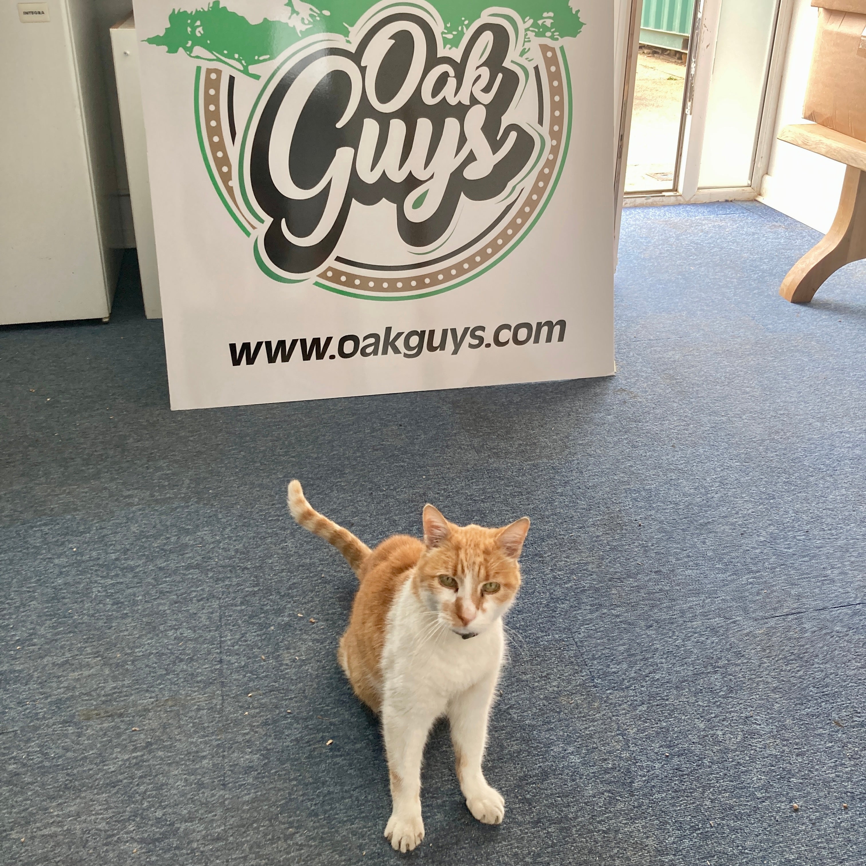 oak guys cat picture